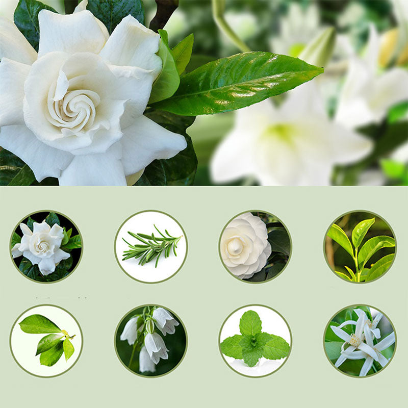 📢📢50 % RABATT! ⏰🎶 Automatischer Aromatherapie-Diffusor – Feiner Nebel, programmierbarer Timer und LED-Licht, ideal für Schlafzimmer und Büros 🌿💡