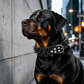 Stachelbesetztes Hundehalsband aus PU-Leder