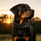 Stachelbesetztes Hundehalsband aus PU-Leder